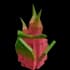 Dragon Fruit