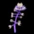 Asteris