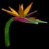 Birds of Paradise