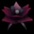 Black Bat Flower