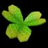 Campfire Clover