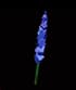 Delphinium
