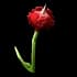 Horned Rose