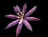 Paradisepetal