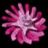 Pinkside Dandelion