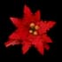 Poinsettia