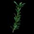 Rosemary