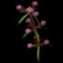 S Peargrass