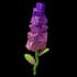 Sugar Snapdragon