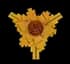 Sun Coil