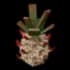 Wildpine Apple