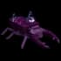 Amethyst Beetle