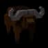 Capebuffalo