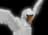 Giant Swan